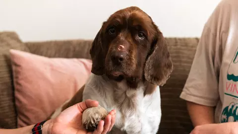 A brown and white springer spaniel called Willow giving a paw to her owner
